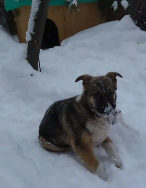 Отдам щенков