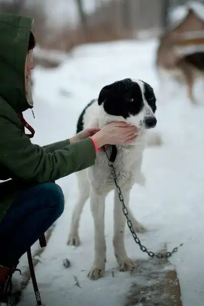 Отдам щенка Рика