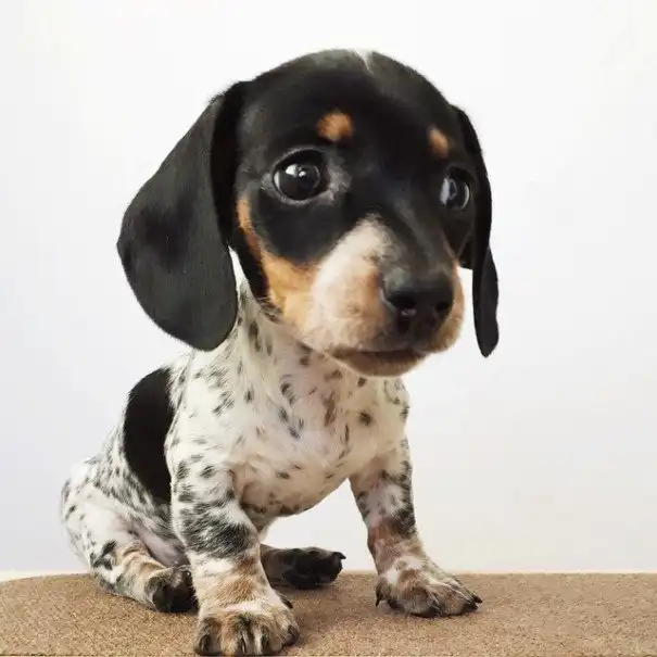 Обаятельный щенок Риз родился в собачьей семье