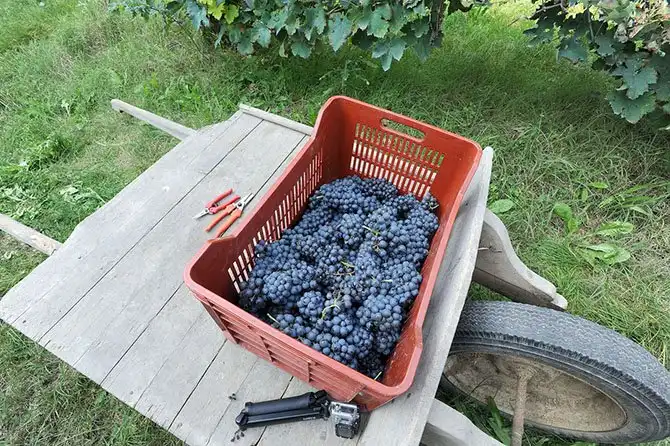 Путешествие по «идеальному городу Ренессанса» Саббьонете