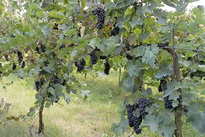 Путешествие по «идеальному городу Ренессанса» Саббьонете