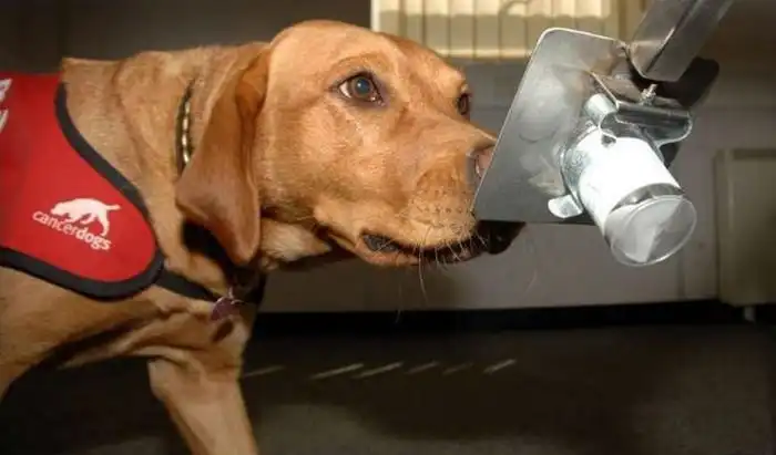 Собака, способная диагностировать рак у людей, получила медаль