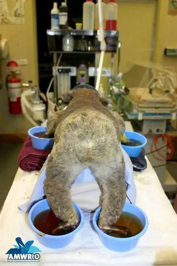 Австралийцы помогают коалам, получившим ожоги