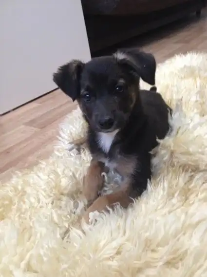 девчулька 2,5 мес.