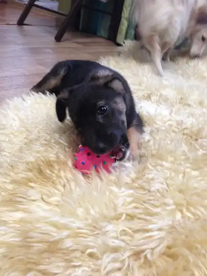 девчулька 2,5 мес.