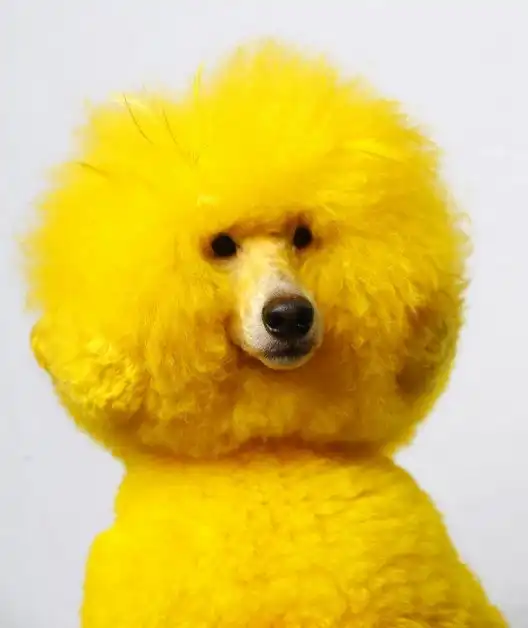 Грумер - парикмахер для собак. Креативные стрижки.