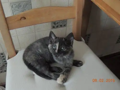 Отдам котёнка Принцессу