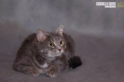 Отдам котика Жозефа