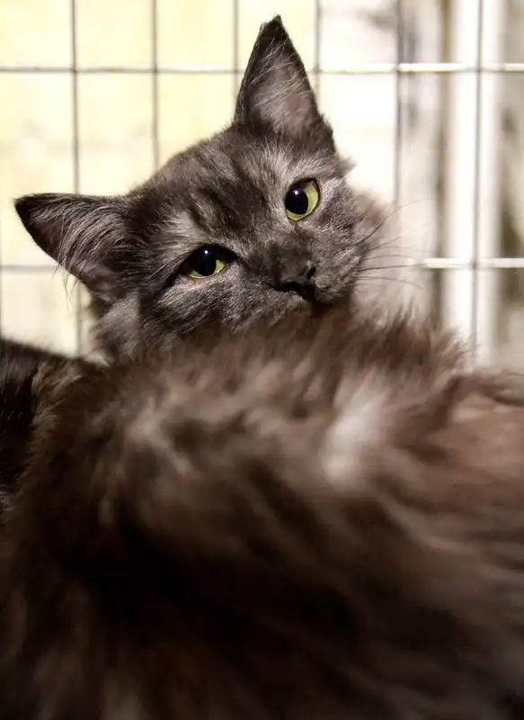 Отдам котёнка Остина