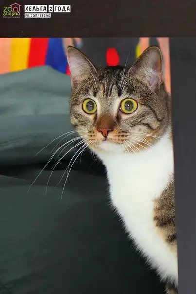Отдам кошечку Хельгу