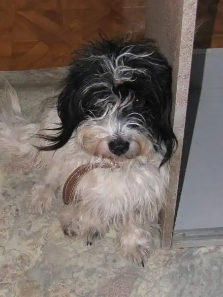 Отдам собачку Жучку