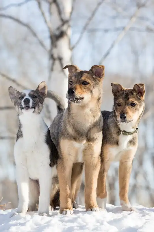 Отдам щенка Аришку
