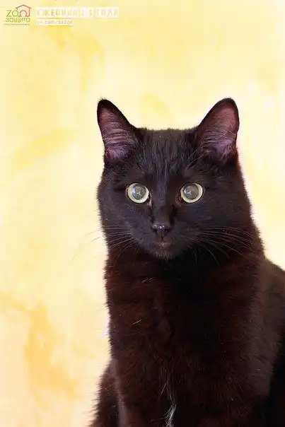 Отдам кошечку Ежевику