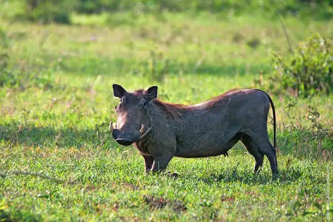 Большое Африканское Приключение