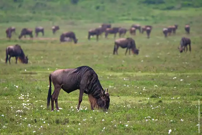 Большое Африканское Приключение