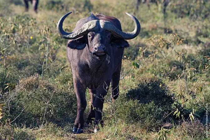 Большое Африканское Приключение