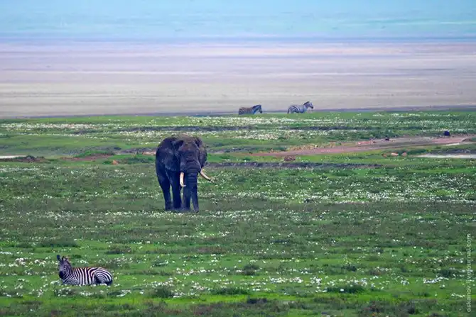 Большое Африканское Приключение