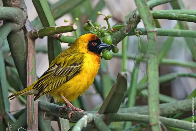 Большое Африканское Приключение