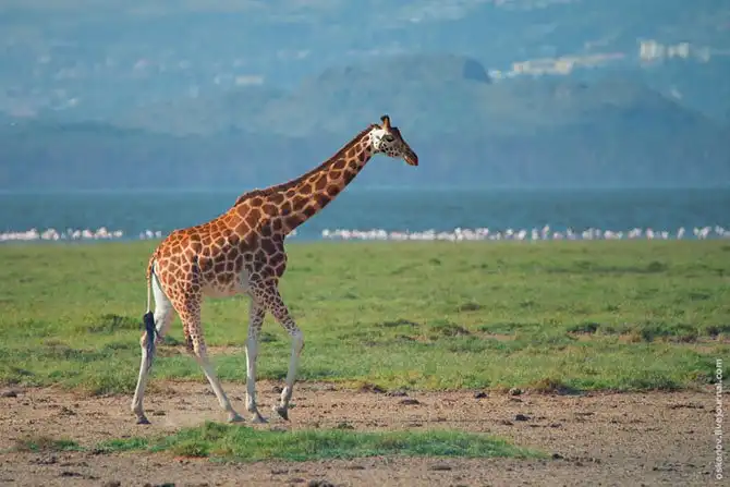 Большое Африканское Приключение