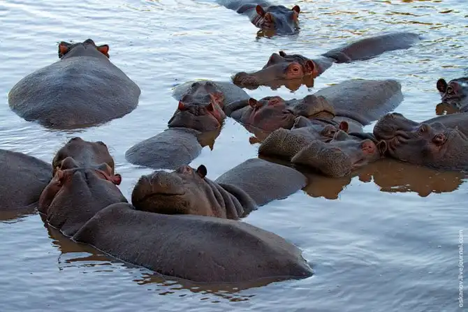 Большое Африканское Приключение