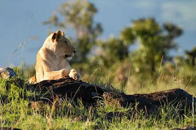 Большое Африканское Приключение