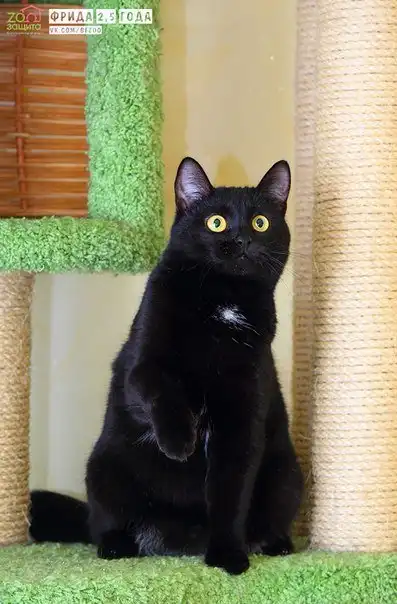 Отдам кошечку Фриду