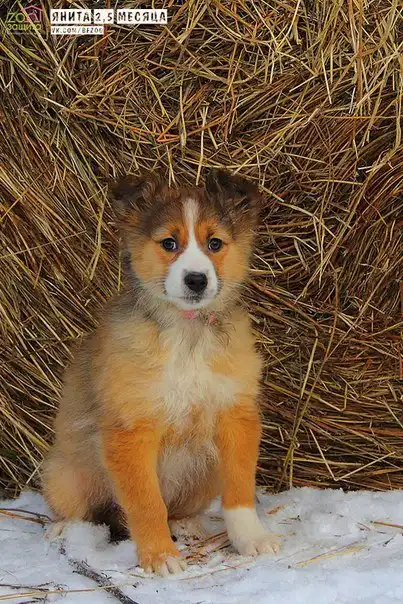 Отдам щенков