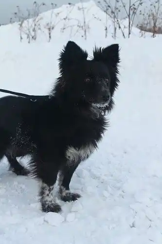 Отдам собачку Гаю