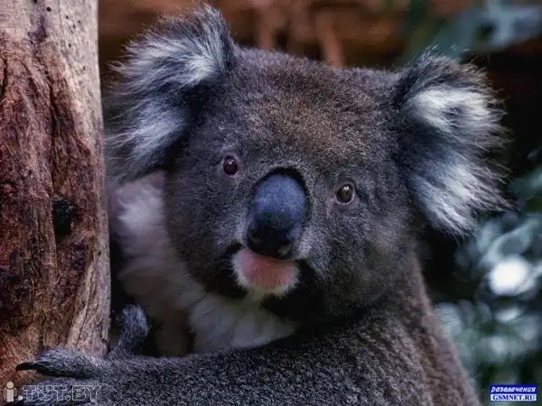 Форма зрачков у животных