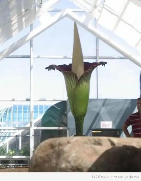 Факты о цветке «аморфофаллус»