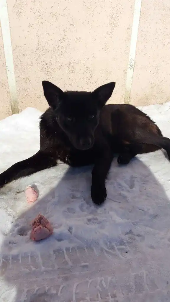 Черный Хатико в поисках хозяина!