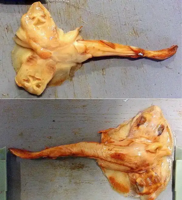 Экзотический животный мир Австралии