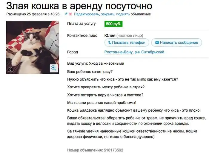 Аренда злой кошки, которая отобьет желание заводить домашнее животное