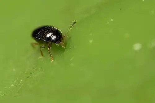 Самое маленькое насекомое в мире
