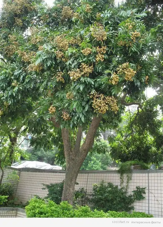 Интересные факты о лонгане