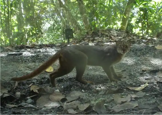 Дикие кошки: кошки острова Борнео