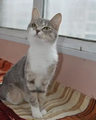 Отдам кошечку