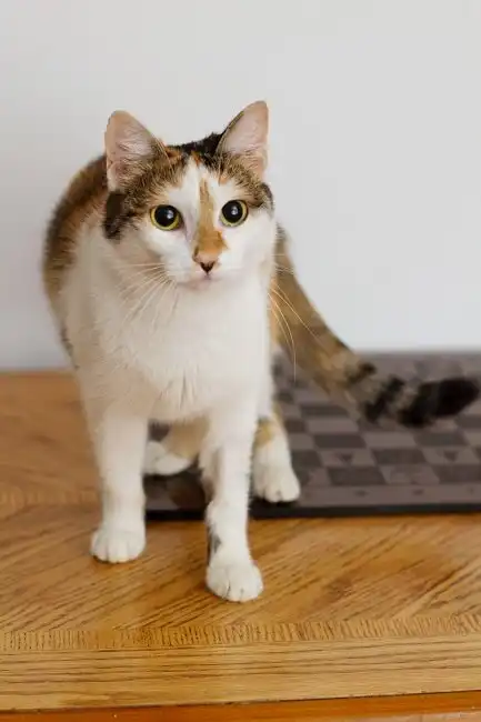 Отдам кошечку Огурчик