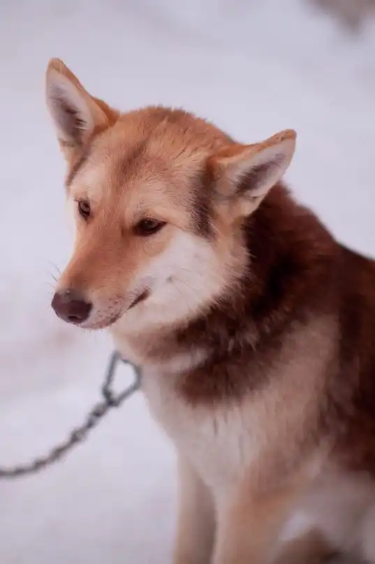 Отдам собачку Найду