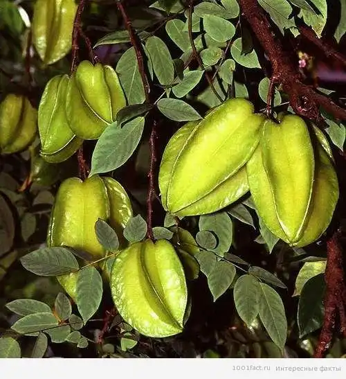 Интересные факты о карамболе