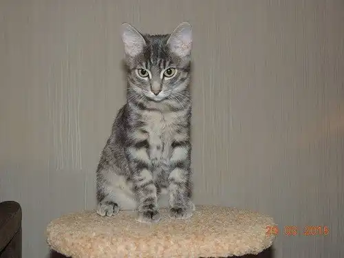 Отдам котёнка Ивэна