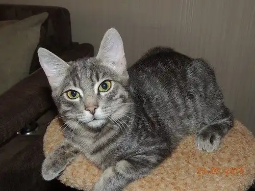 Отдам котёнка Ивэна