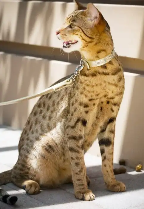 Самые большие кошки в мире