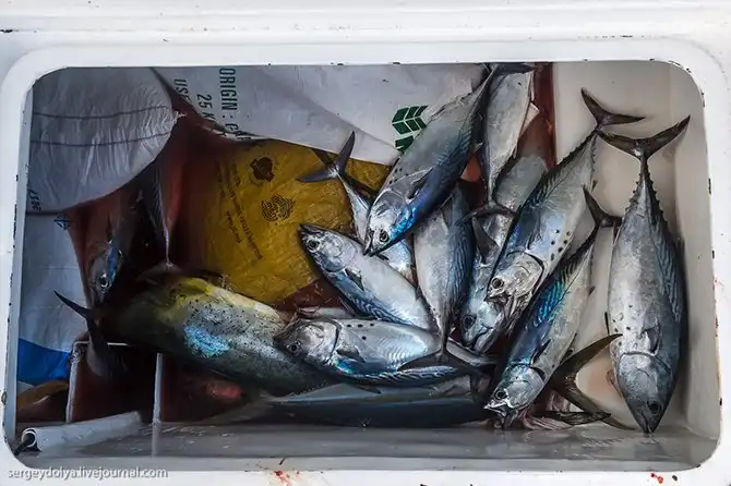 Океанская рыбалка на Сейшелах