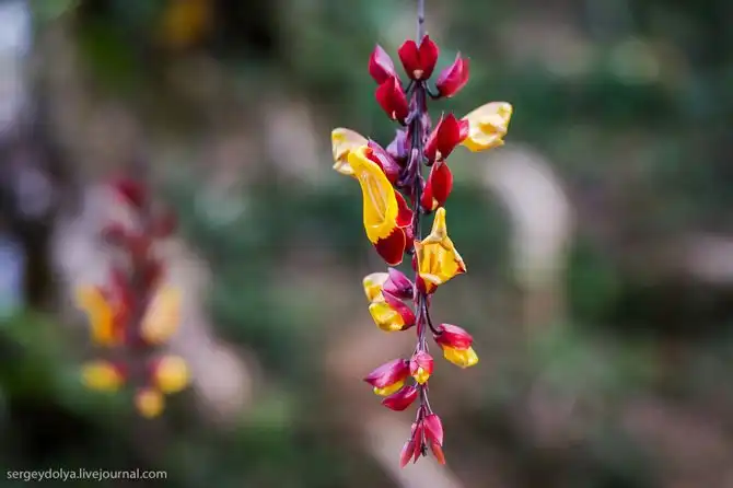Путешествие на остров Пинанг в Малайзии