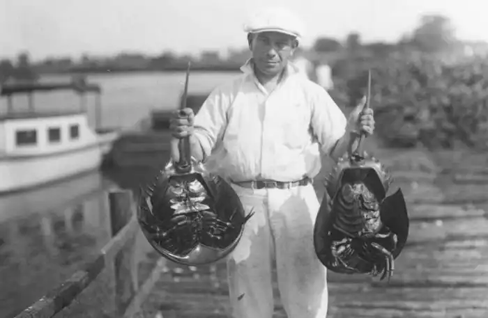 Бесконтрольный отлов мечехвостов в первой половине прошлого века