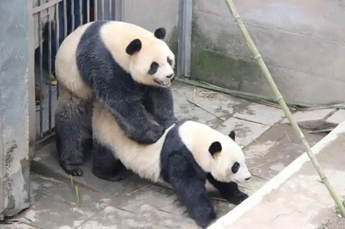 Восьмиминутный половой акт панд вызвал восторг у исследователей