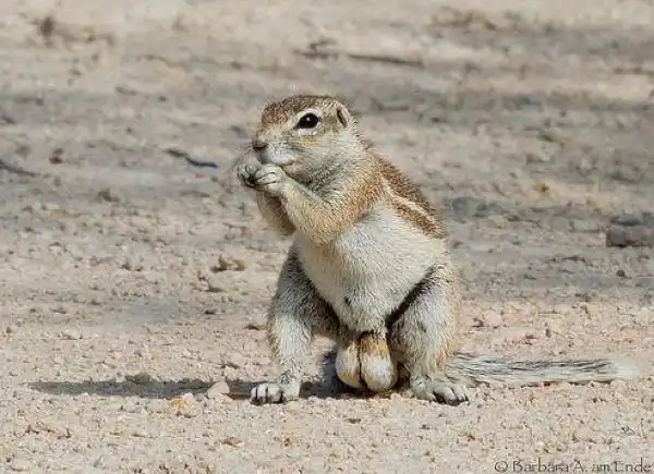 Отличить самца капской земляной белки от самки проще простого