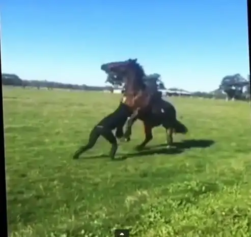 Лошади не любят когда их посылают