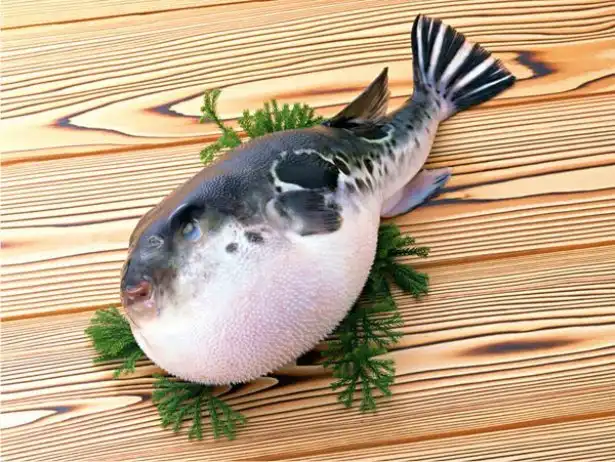 Как готовят рыбу фугу
